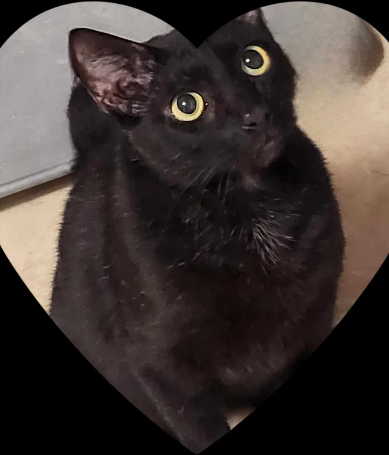 Zeus & Sparta thumbnail 5