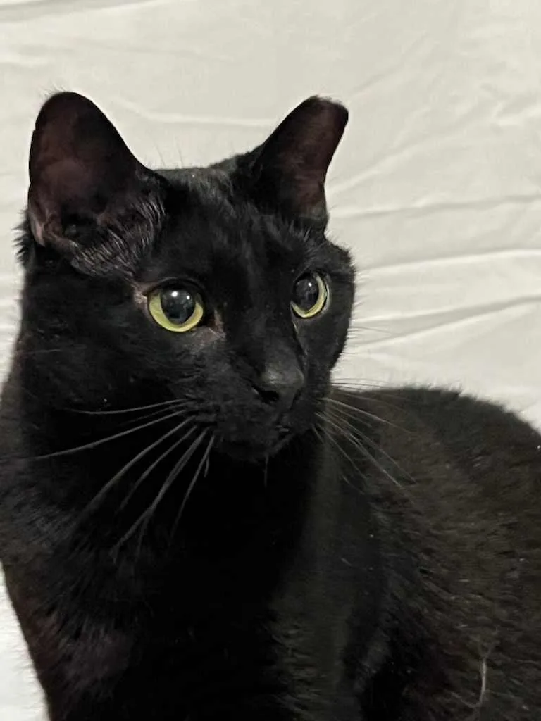 Zeus & Sparta thumbnail 6