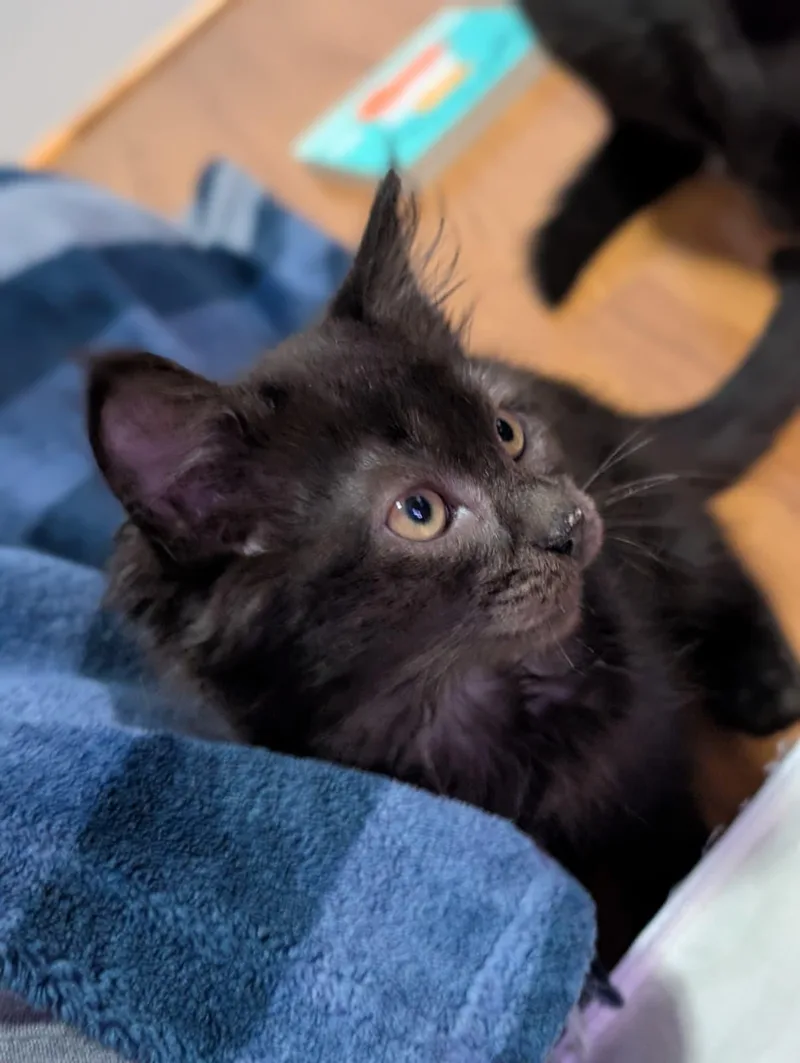 A baby medium-sized female Domestic Medium Hair cat named Ingrid for adoption in Absecon, NJ