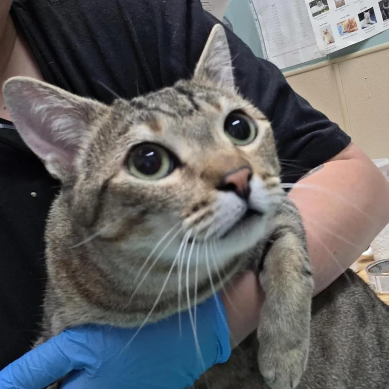 An adult large-sized female Brown / Chocolate Domestic Short Hair cat named Lucy for adoption in Tacoma, WA