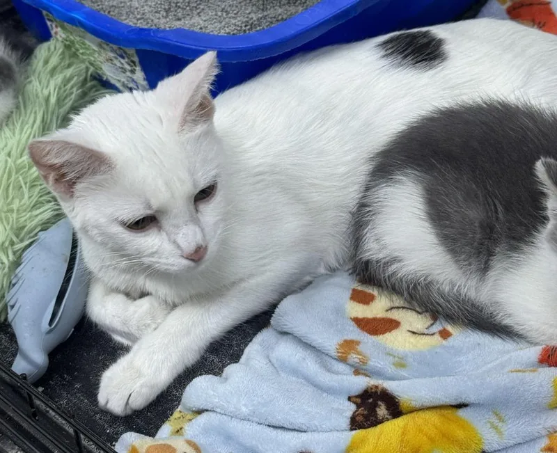 A young medium-sized female Domestic Short Hair cat named Roz for adoption in St. Cloud, MN