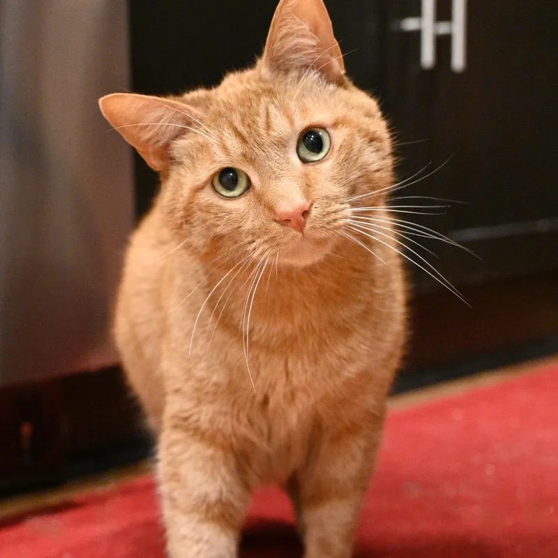 An adult small-sized male Orange / Red Domestic Short Hair cat named Doc for adoption in Potomac, MD