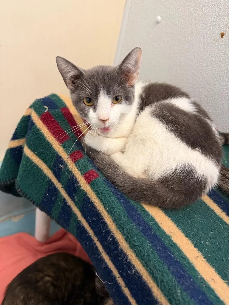 A baby small-sized female Domestic Short Hair cat named Lilly for adoption in Ogdensburg, NY