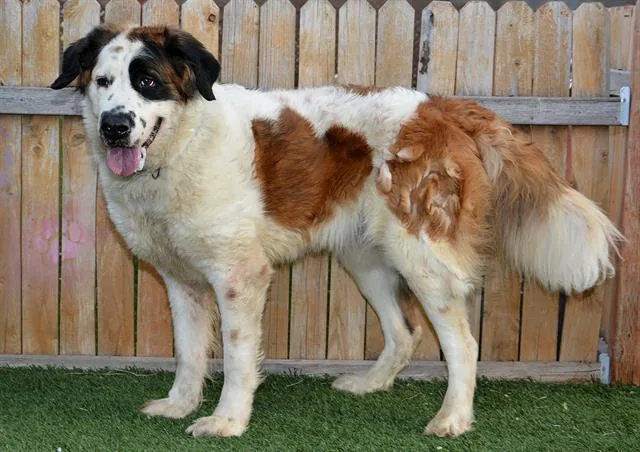 An adult large-sized female Saint Bernard dog named Daisy for adoption in West Valley City, UT