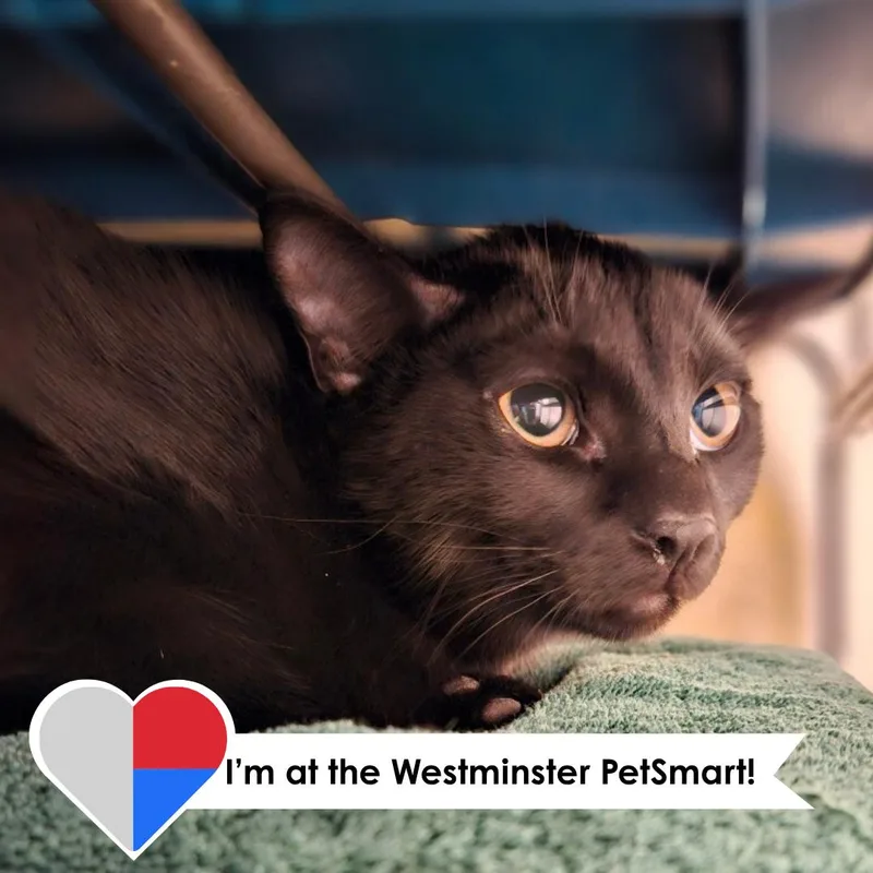 A young large-sized male Black Domestic Short Hair cat named Bazaar for adoption in Fort Collins, CO