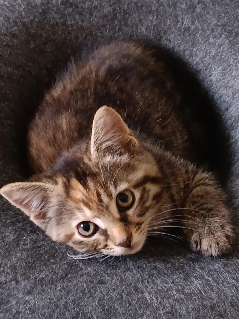 A baby small-sized female Brown / Chocolate Domestic Medium Hair cat named Gracie for adoption in Seven Valleys, PA
