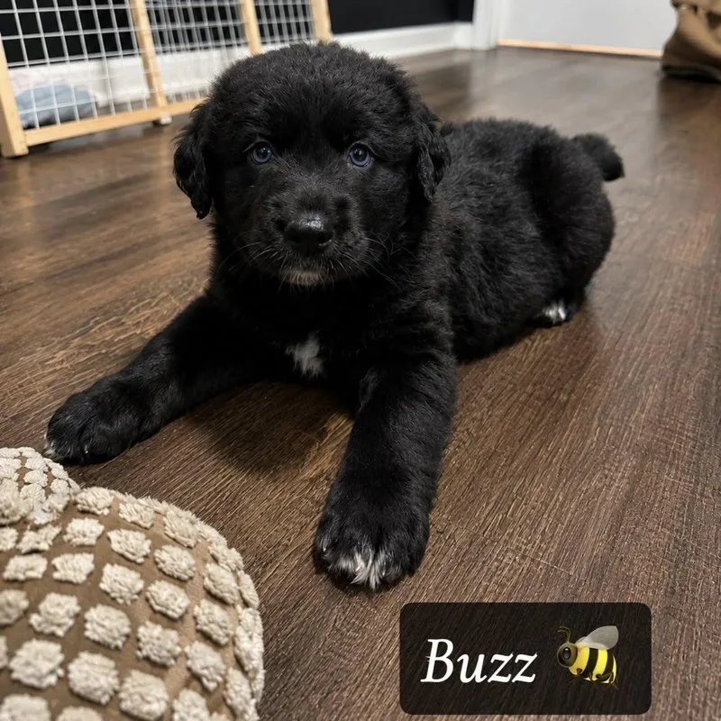 A baby medium-sized male Black Goldendoodle dog named Buzz for adoption in LEMONT, IL