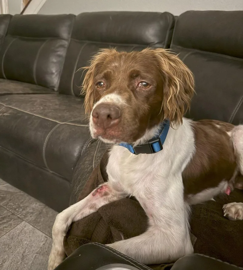 A young medium-sized male Brittany Spaniel dog named TXRiggs Rig for adoption in Baldwinsville, NY