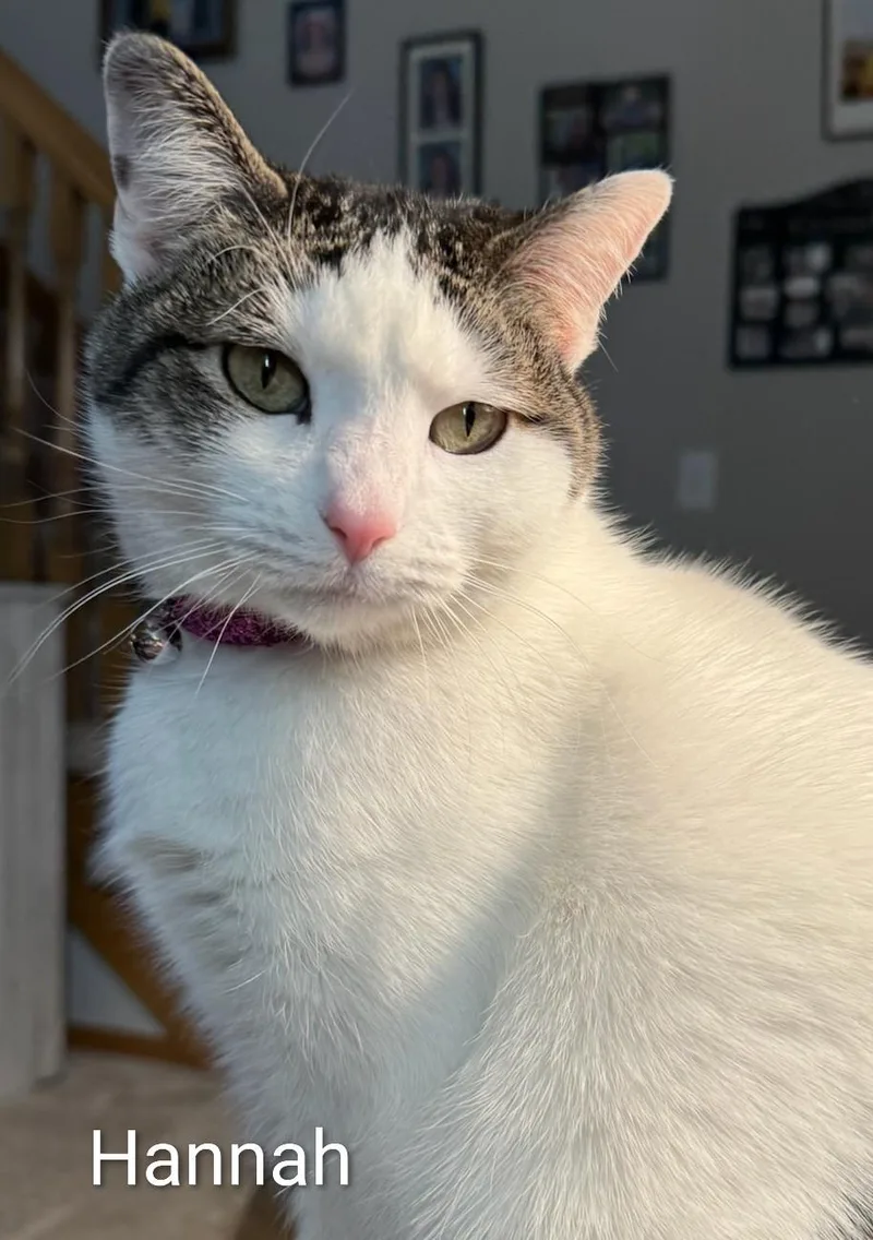 An adult medium-sized female White Domestic Short Hair cat named Hanna for adoption in Colfax, IA