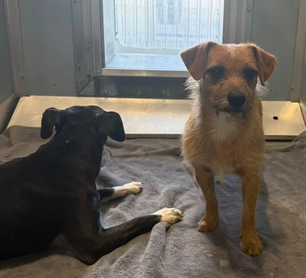 A young small-sized male Terrier dog named Benji And Bono for adoption in Oakhurst, CA