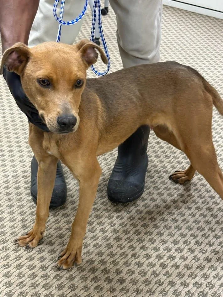 A young medium-sized male Mixed Breed dog named Lobo for adoption in Effingham, SC