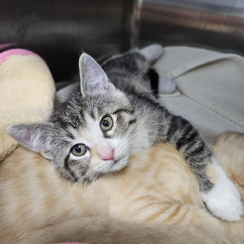 A baby small-sized female Brown / Chocolate American Shorthair cat named Pippin for adoption in Port Townsend, WA