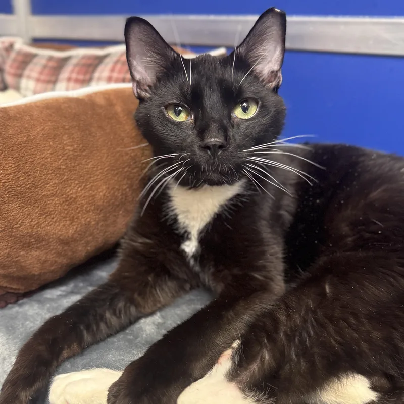 An adult medium-sized male Domestic Short Hair cat named Whiskers for adoption in Philadelphia, PA