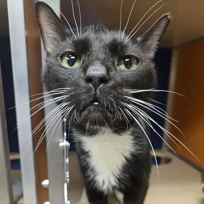 Whiskers thumbnail 2