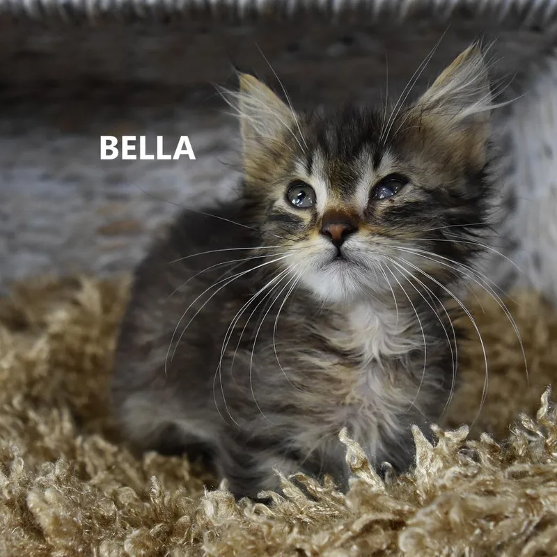 A baby small-sized female Brown / Chocolate Domestic Medium Hair cat named Bella for adoption in Yuma, AZ