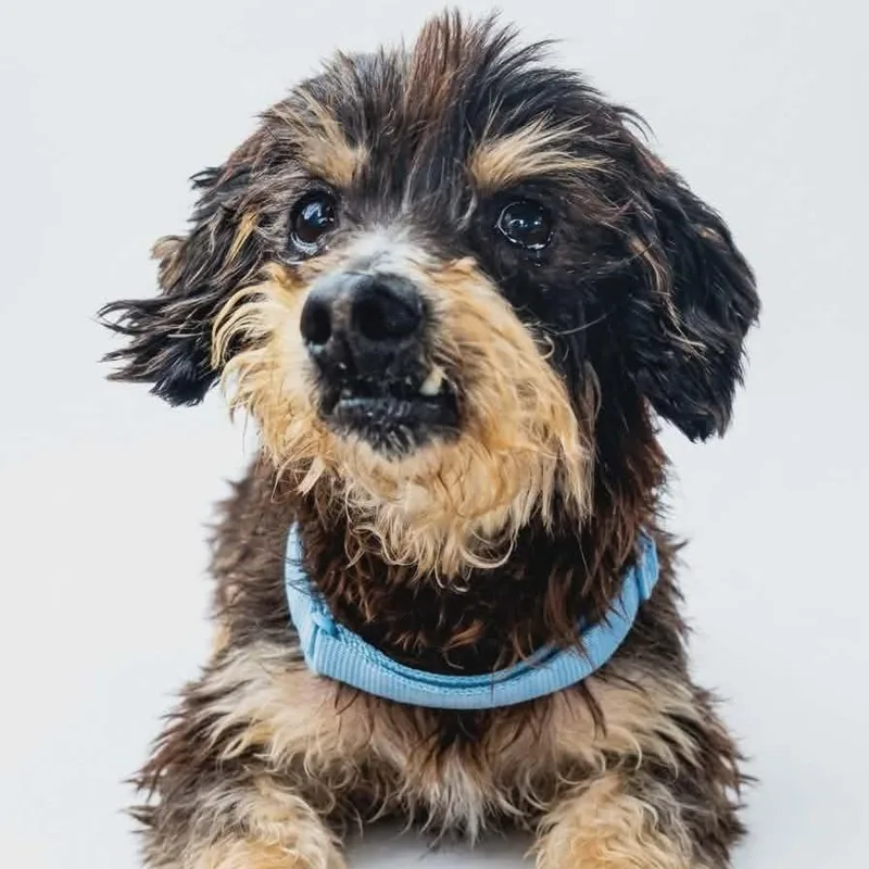 A senior small-sized male Black Yorkshire Terrier dog named Chewbarka Pf for adoption in Austin, TX