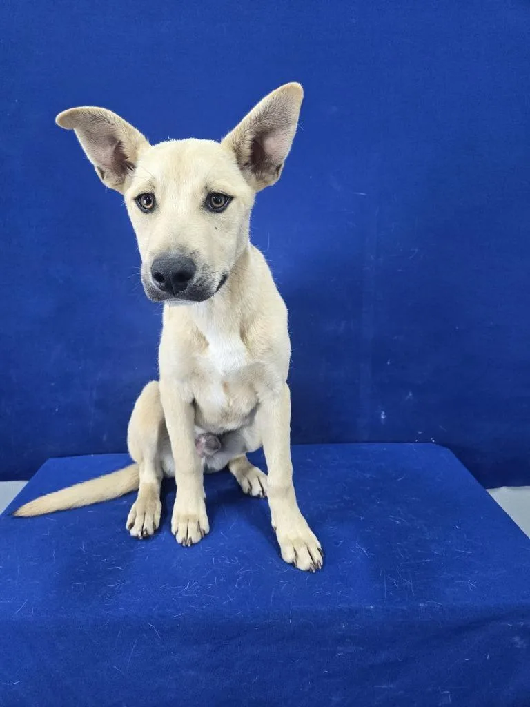 A baby medium-sized male Shepherd dog named Lieutenant for adoption in Ruston, LA