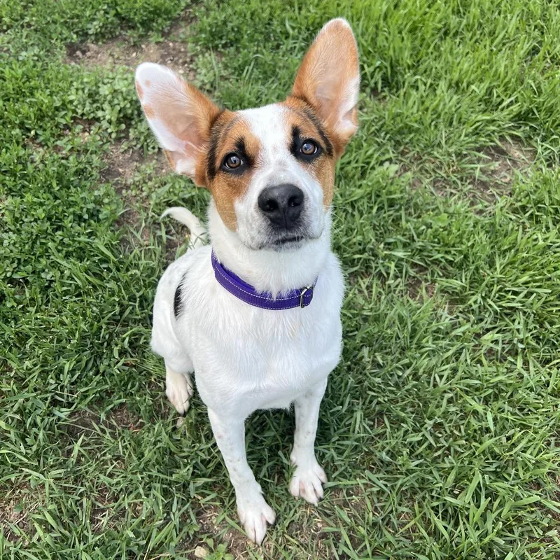 A young medium-sized male White / Cream Australian Cattle Dog / Blue Heeler dog named Radar for adoption in Wadena, MN