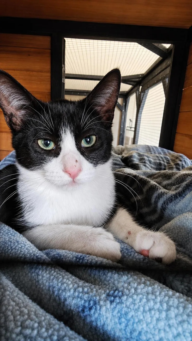A baby medium-sized male Black & White / Tuxedo Tuxedo cat named Ash for adoption in Pinedale, WY