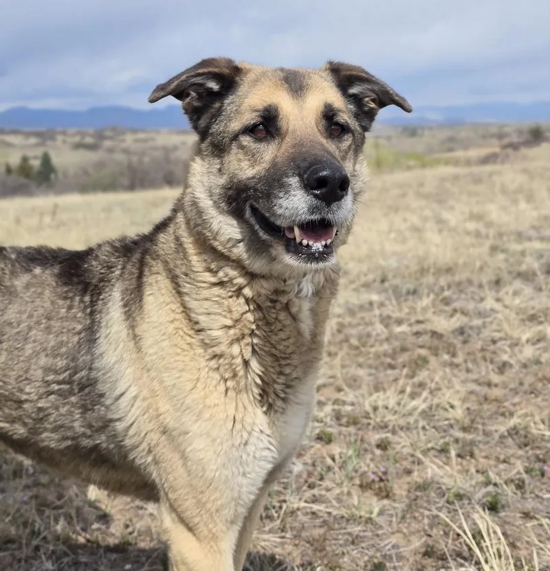 A senior large-sized female Tricolor (Brown, Black, & White) German Shepherd Dog dog named Sweet Potato for adoption in Sedalia, CO
