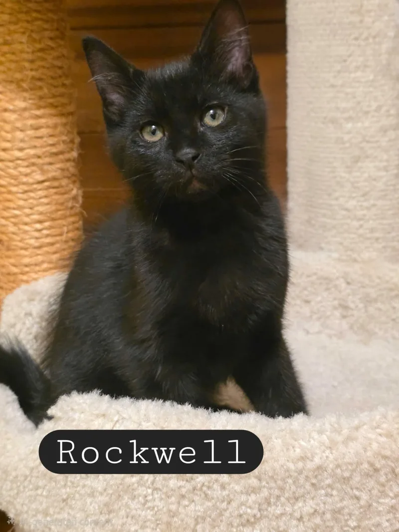Rockwell thumbnail 2