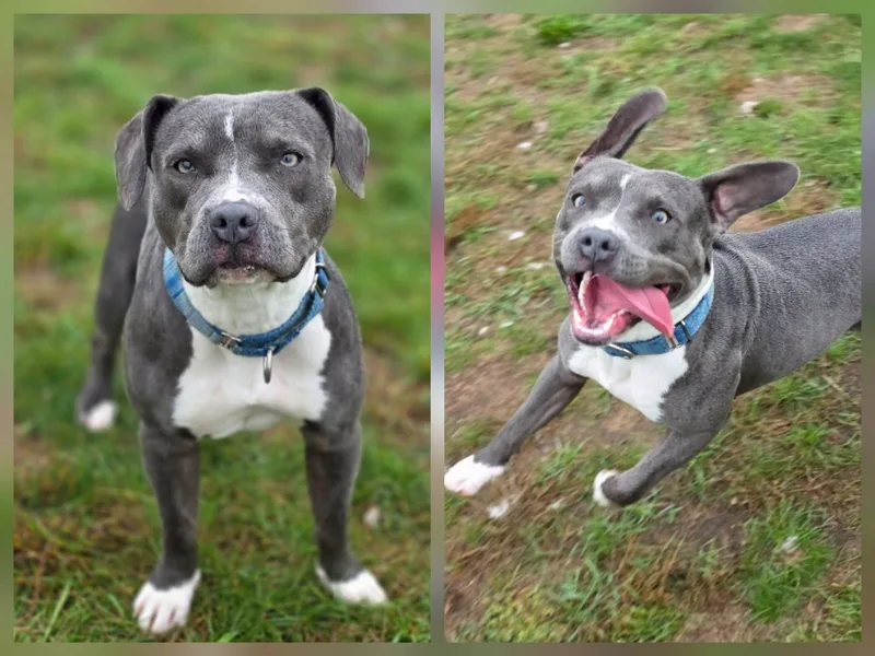 An adult medium-sized female Pit Bull Terrier dog named Rosie for adoption in Shelby, MI