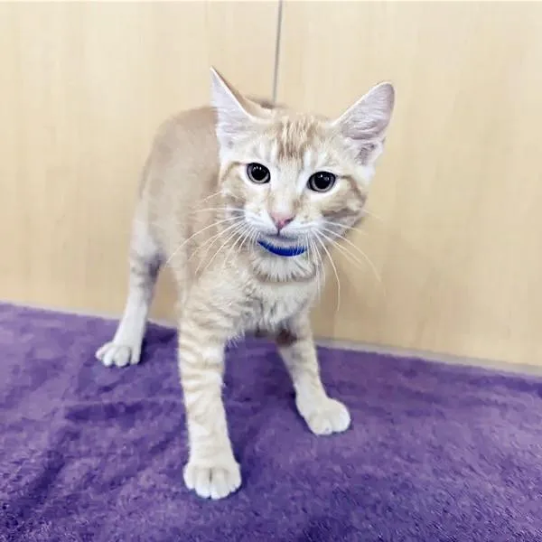 A baby medium-sized male Orange / Red Domestic Short Hair cat named Purrfessor X for adoption in Saint Louis, MO