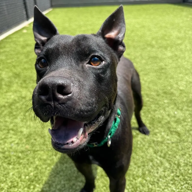 An adult medium-sized male Black Pit Bull Terrier dog named Kermit for adoption in Greensboro, NC