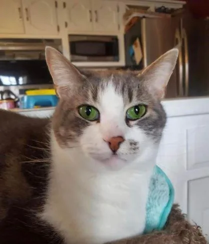 A senior small-sized female Domestic Short Hair cat named Hannah for adoption in Ballwin, MO