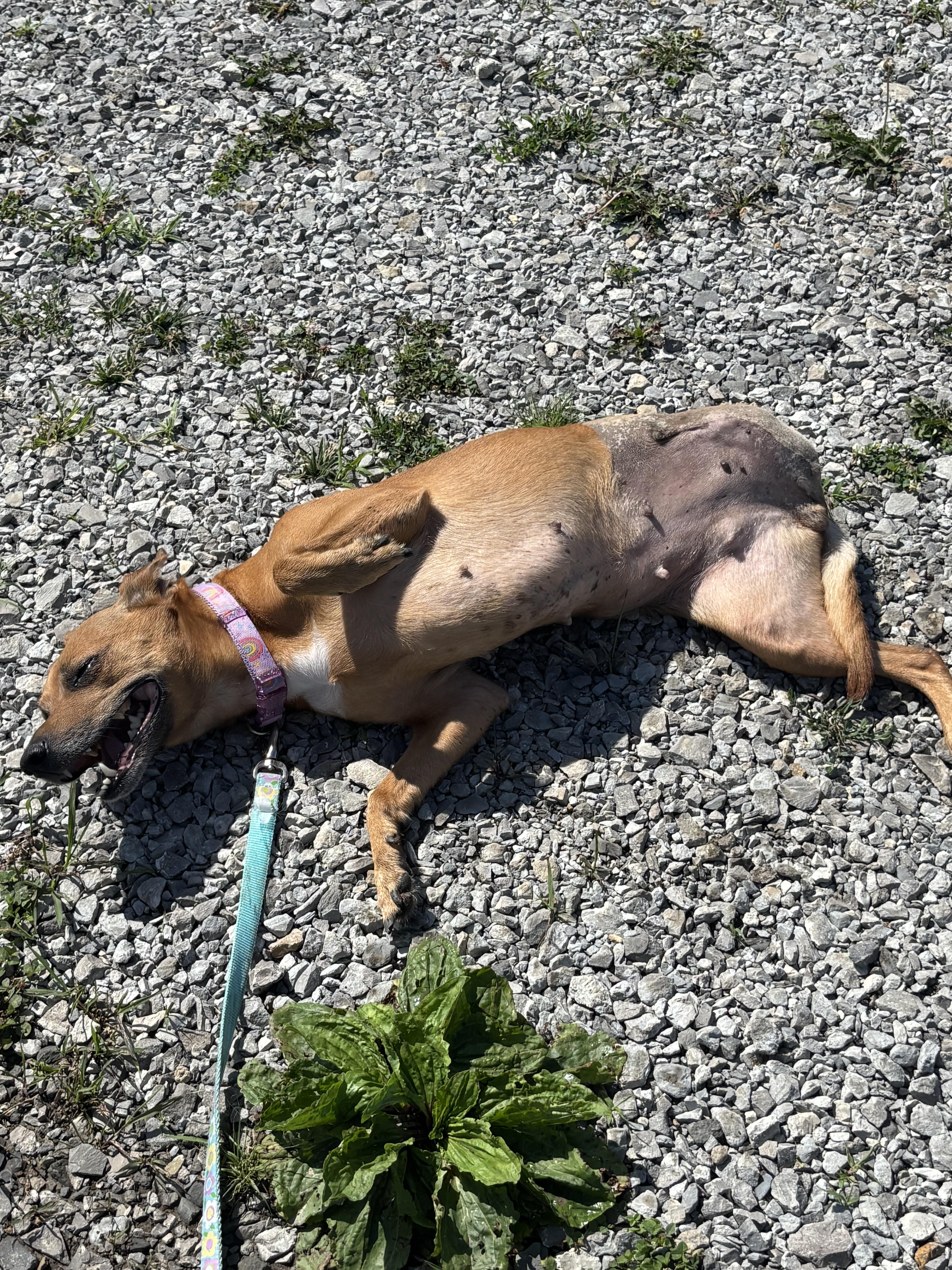 An adult small-sized female Golden Miniature Pinscher dog named Loretta for adoption in Liberty, MO