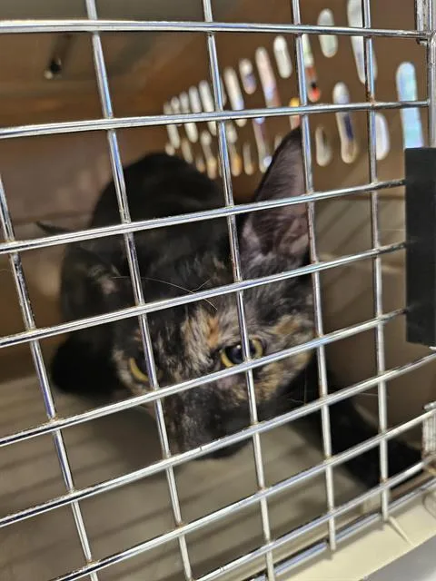 A young medium-sized female Domestic Short Hair cat named Emma for adoption in Palmetto, FL