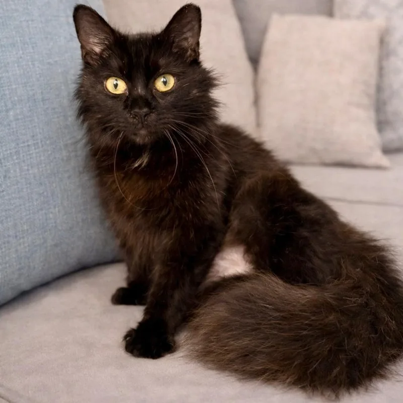 Velvetina thumbnail 2