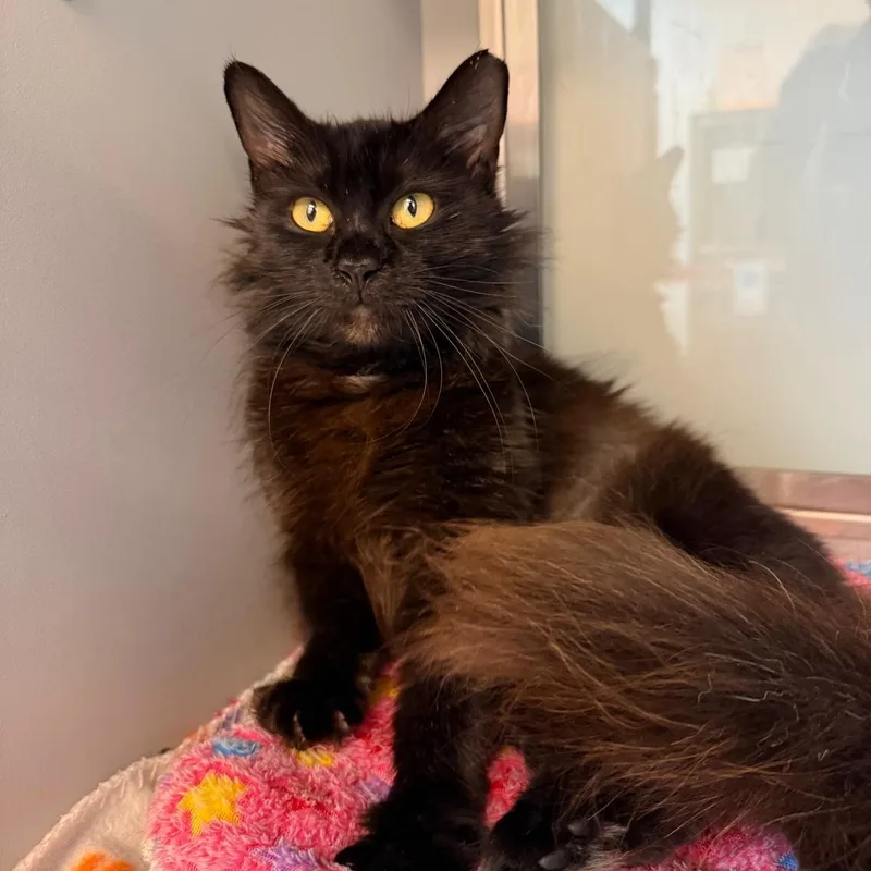 Velvetina thumbnail 4