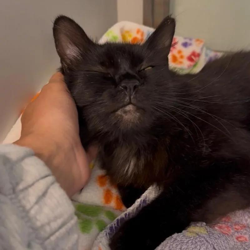 Velvetina thumbnail 5