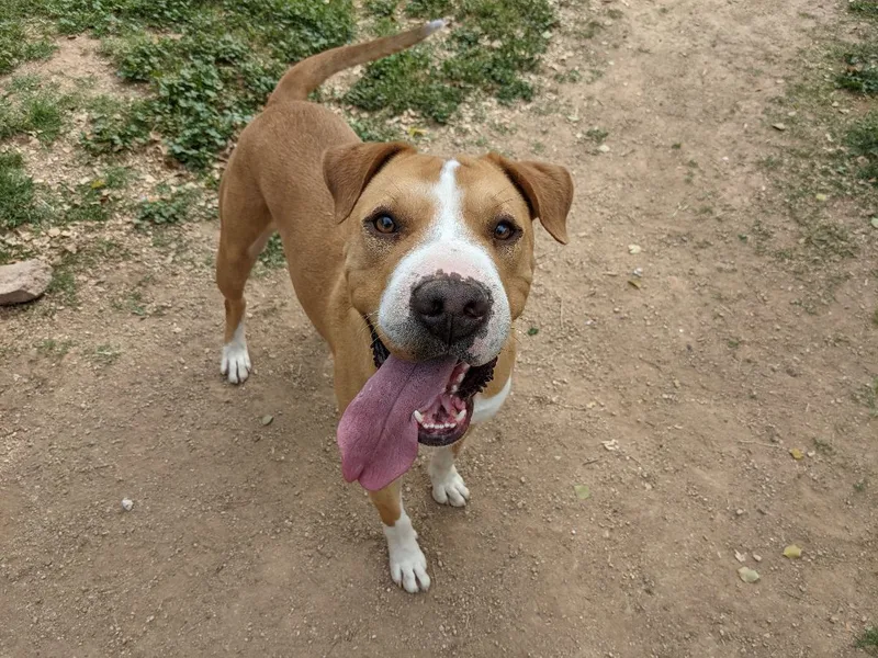 An adult large-sized male White / Cream Shar-Pei dog named Jax for adoption in Phoenix, AZ