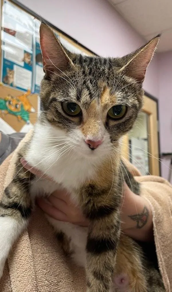 An adult small-sized female Domestic Short Hair cat named Richita for adoption in Vancouver, WA