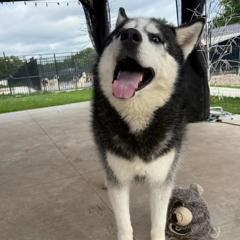 Kingston thumbnail 3