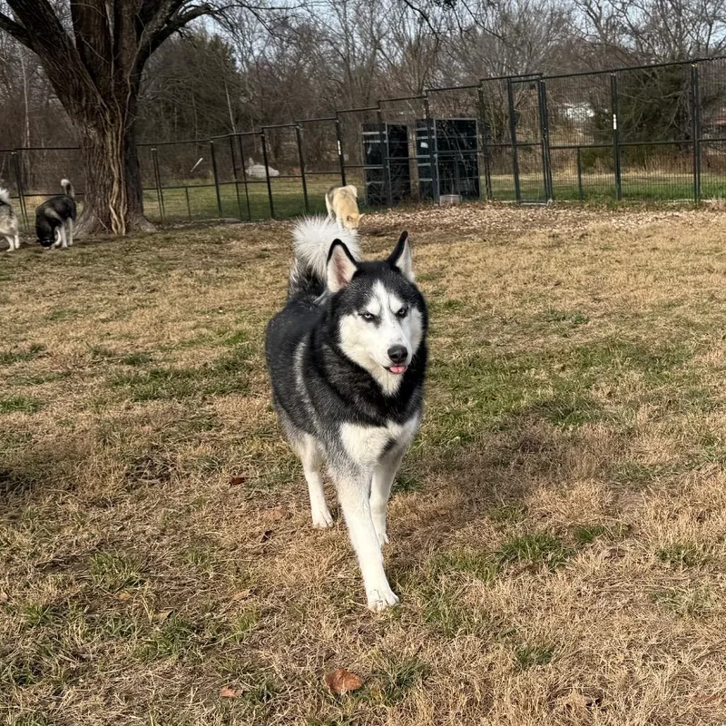 Kingston thumbnail 5