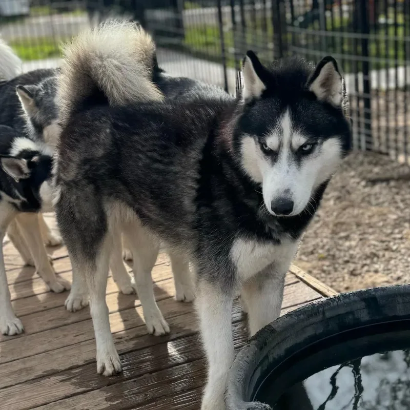 Kingston thumbnail 6