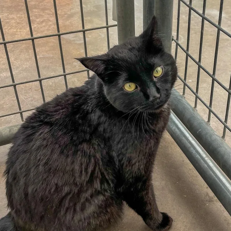 An adult large-sized male Black Domestic Short Hair cat named Onyx for adoption in Taos, NM