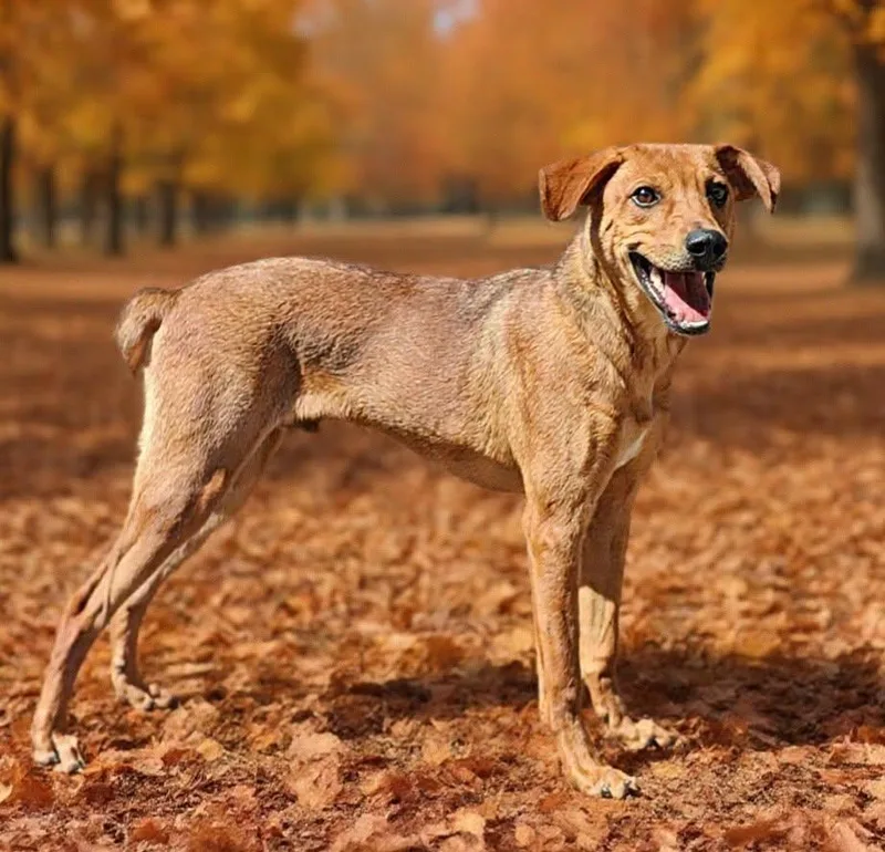 A young medium-sized male Hound dog named Buddy for adoption in Talladega, AL