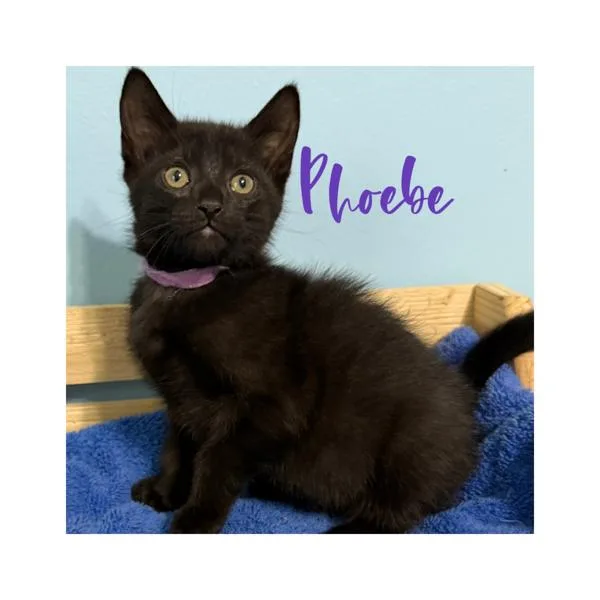 A baby small-sized female Domestic Short Hair cat named Pheobe for adoption in Canton, GA