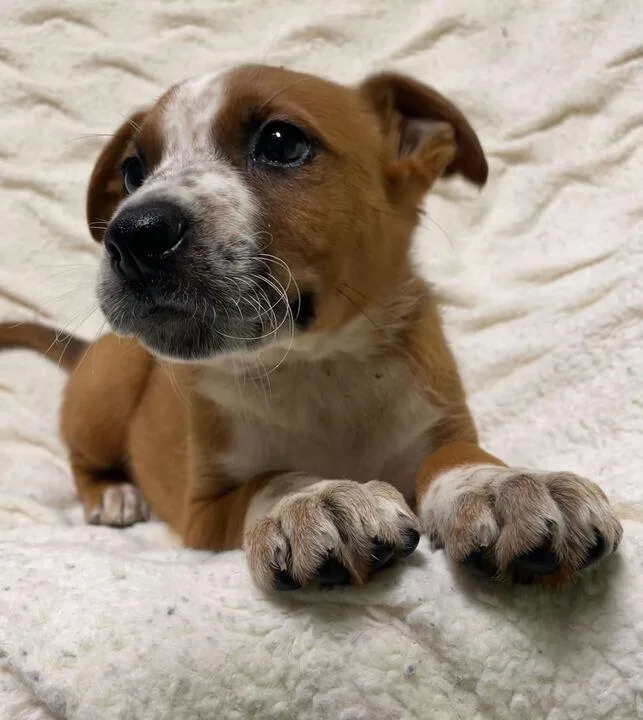 A baby large-sized female Red / Chestnut / Orange German Shepherd Dog dog named Kanan for adoption in Jackson, MI