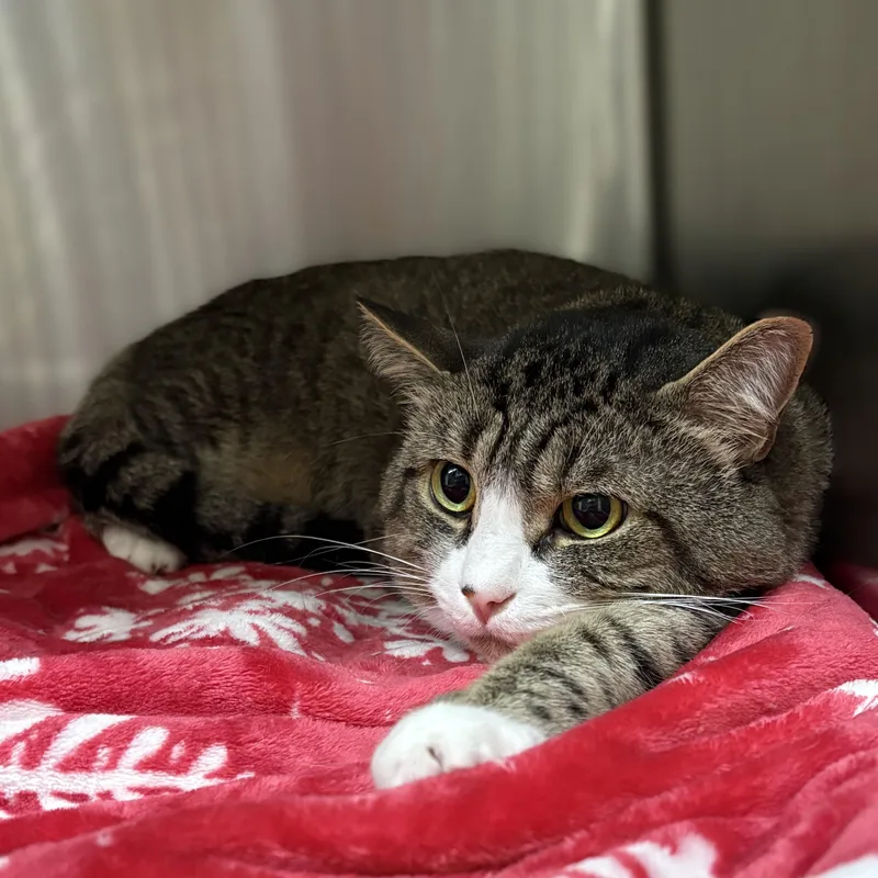 A senior medium-sized male Domestic Short Hair cat named Ricky for adoption in Columbia, MD