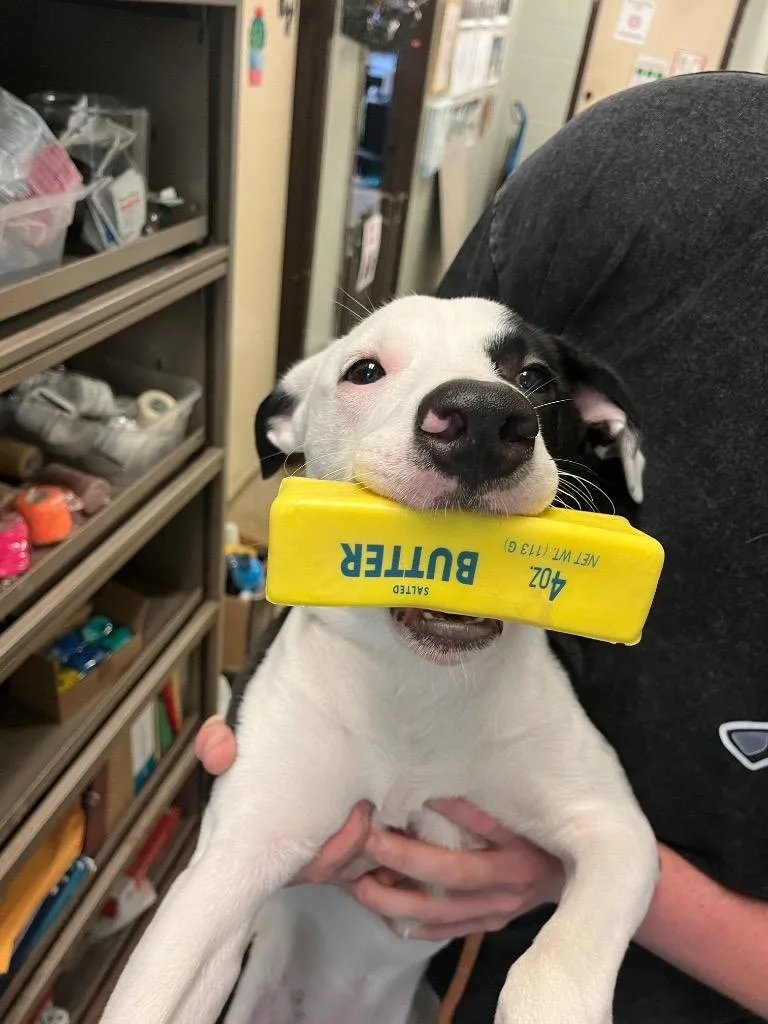 Petey
