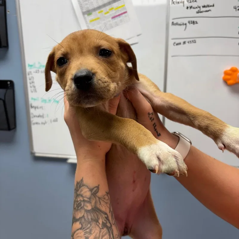 A baby small-sized female Brown / Chocolate Pit Bull Terrier dog named Tonneau for adoption in St Joseph, MO