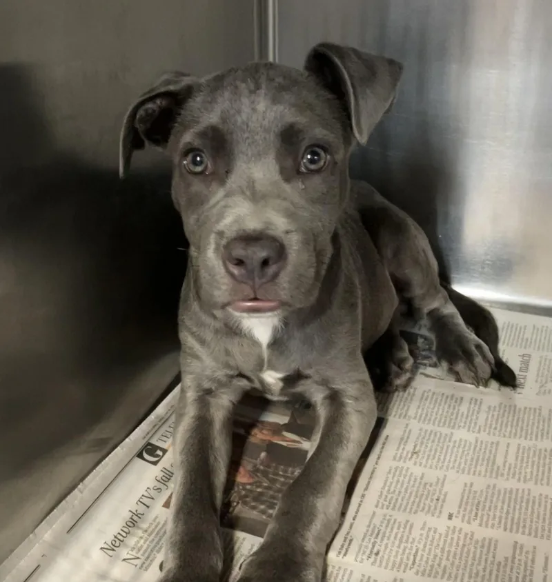 A baby medium-sized male Gray / Blue / Silver Mixed Breed dog named Woody for adoption in Parma, OH