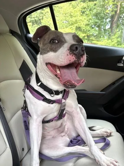 An adult large-sized female Mixed Breed dog named Princess Sparkles for adoption in West Chester, PA