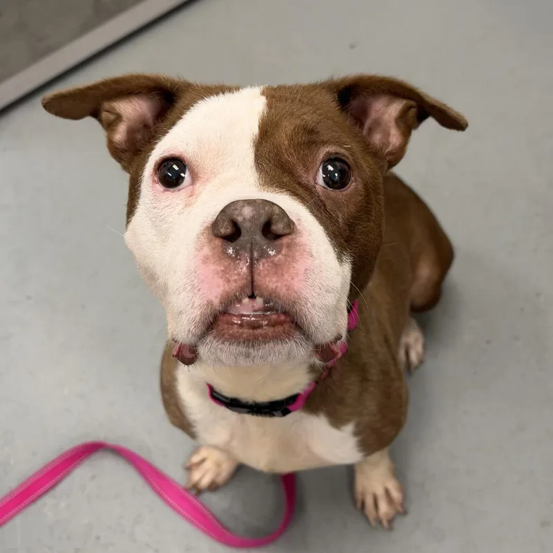 An adult medium-sized female Brown / Chocolate Pit Bull Terrier dog named Bea ~ Coming Soon!!! for adoption in Chicago, IL