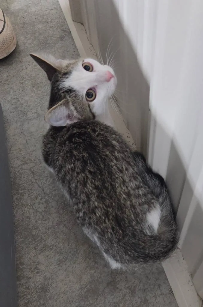 A baby medium-sized female Domestic Short Hair cat named Buffy for adoption in Medford, WI
